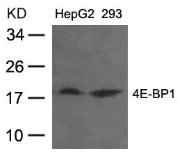 EIF4EBP1 (Ab-36) Antibody