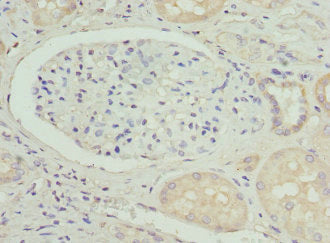 BGLAP Antibody