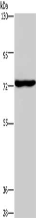 KCND1 Antibody