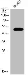 TRAF1 Antibody