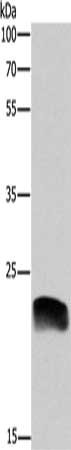 ADM Antibody