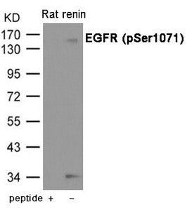 Phospho-EGFR (Ser1071) Antibody