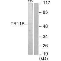 TNFRSF11B Antibody