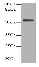ALPI Antibody