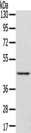 DLK1 Antibody