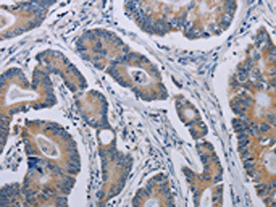 NOX1 Antibody