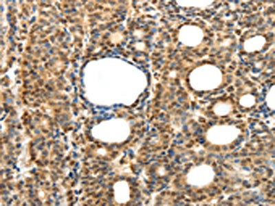 SYT7 Antibody