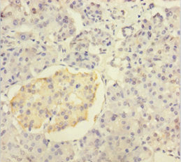 INS Antibody