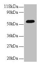 ICA1 Antibody