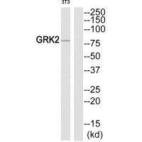 ADRBK1 (Ab-86) Antibody