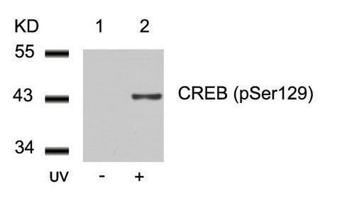 Phospho-CREB1 (Ser129) Antibody