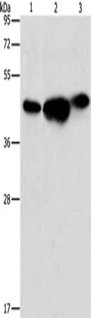 ARFGAP1 Antibody