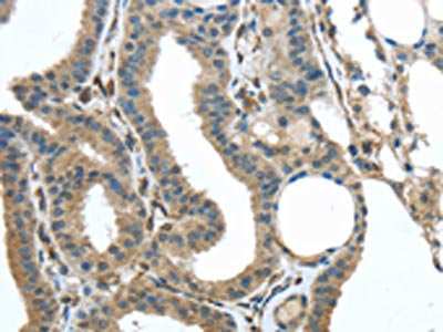 VSIG10 Antibody