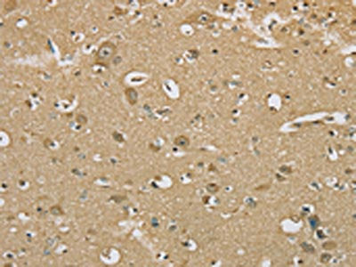 SERINC1 Antibody