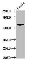 HEXA Antibody
