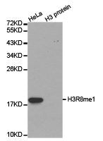 Histone H3R8me1 Antibody