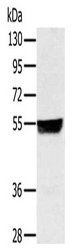 NRF1 Antibody