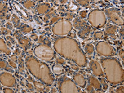 NLRP4 Antibody