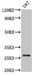 PRSS3 Antibody