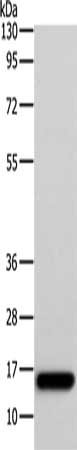 AP2S1 Antibody