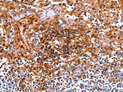 ICOS Antibody