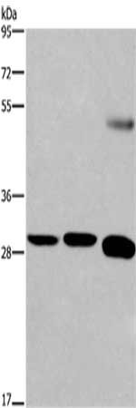 FGF8 Antibody