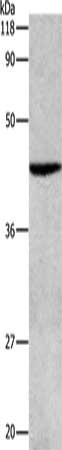 ATG4B Antibody