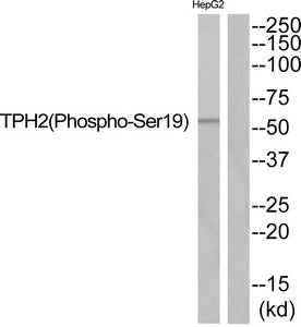Phospho-TPH2 (Ser19) Antibody