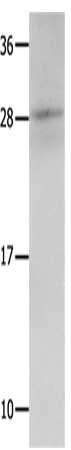 KLK15 Antibody