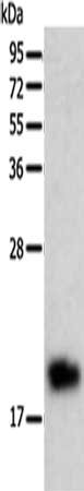 BTG2 Antibody