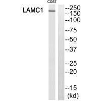 MSH6 Antibody