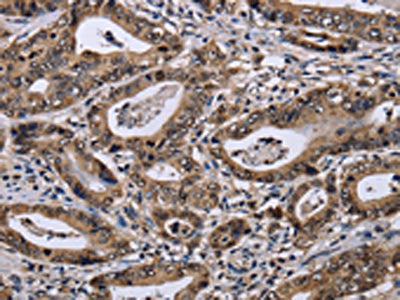DUSP4 Antibody