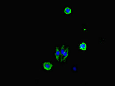 CDC25A Antibody