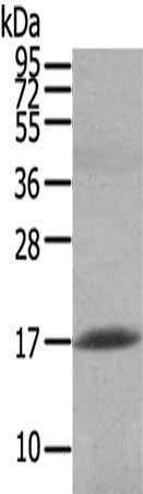 HCRT Antibody