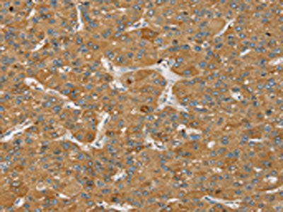 SENP3 Antibody