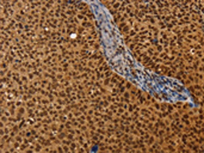 CEL Antibody
