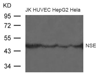 ENO2 Antibody