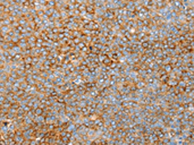 SNX33 Antibody