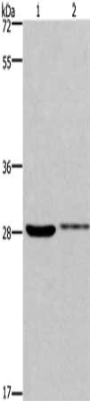 CDK1 Antibody