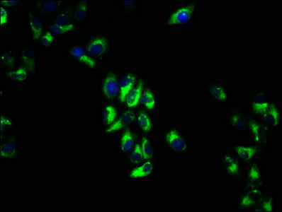 VTCN1 Antibody