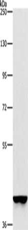 GAPDHS Antibody