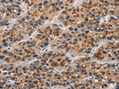 CD80 Antibody