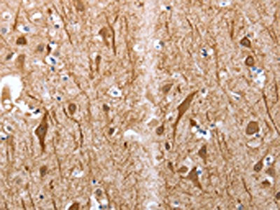 Map2 Antibody