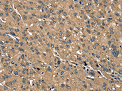 TRIM3 Antibody