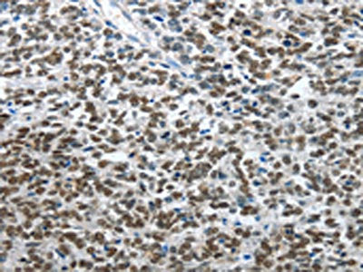 ARL2 Antibody