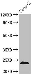 CLDN3 Antibody
