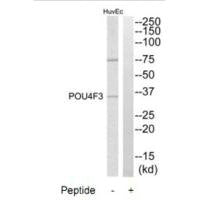 POU4F3 Antibody