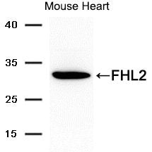 FHL2 Antibody