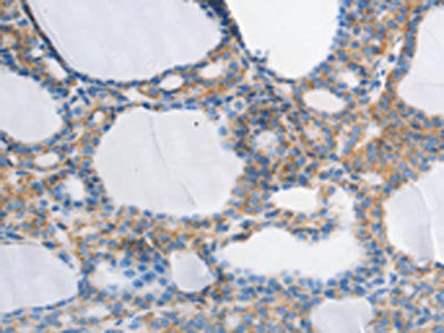MUC13 Antibody