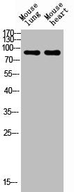 NCAM1 Antibody